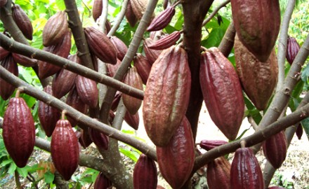 Budidaya kakao