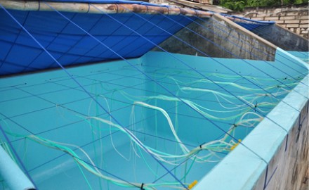 Analisa Wirausaha Pembibitan Uang Vaname